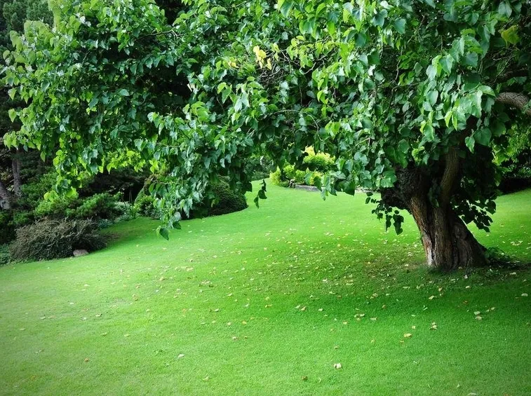 prato giardino