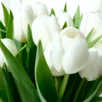 tulipani