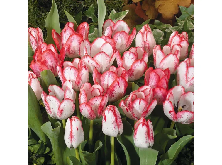 tulipani