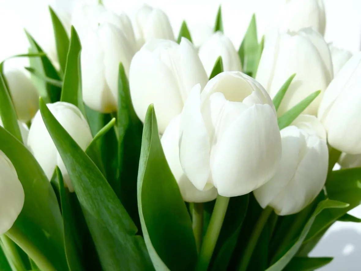 tulipani