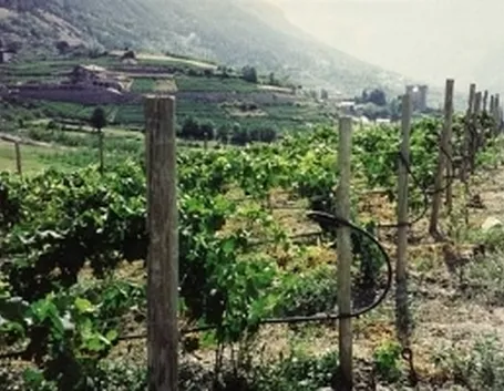 irrigazione a goccia
