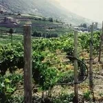 irrigazione a goccia