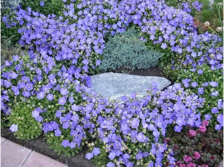 campanula in giardino
