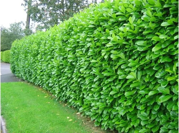ALLORO
