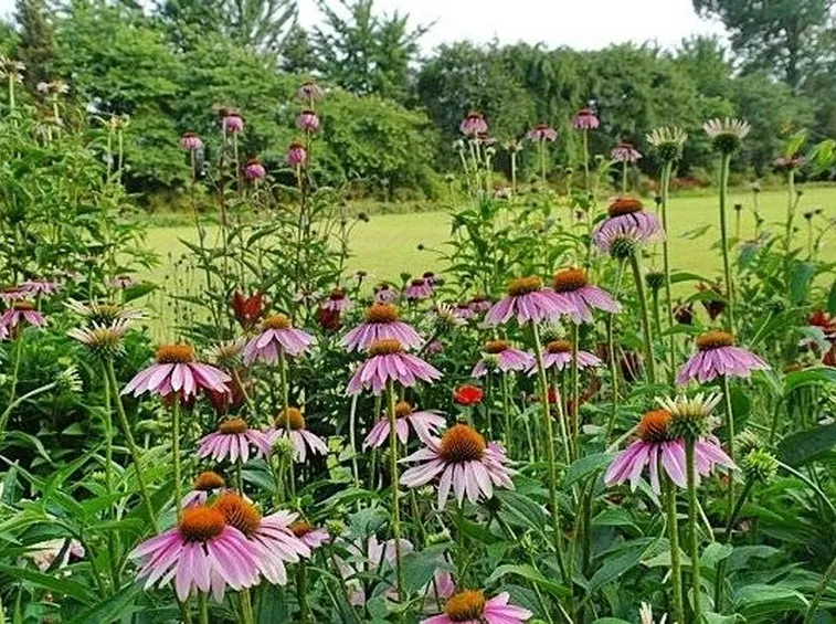 Fiori di campo