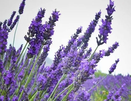 lavanda