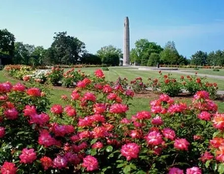 giardino di rose