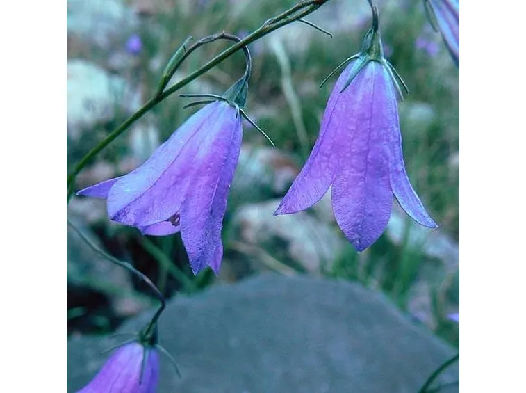 CAMPANULA SELVATICA