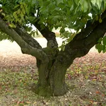 Albero ciliegio