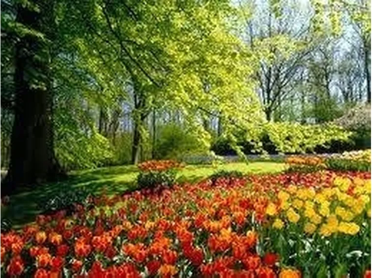 giardino
