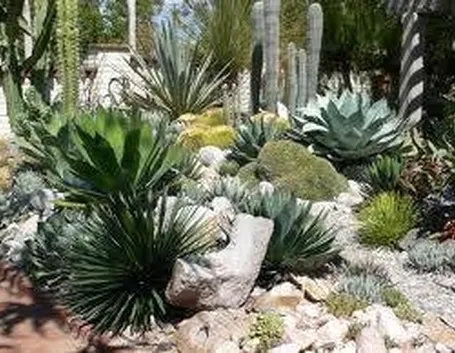 piante grasse in giardino