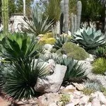 piante grasse in giardino