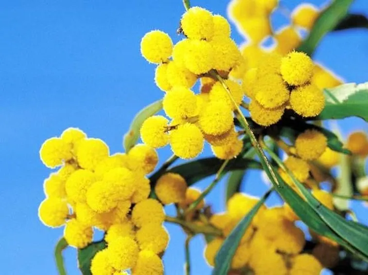 mimosa