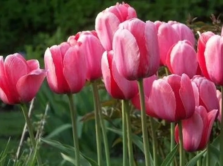 tulipani