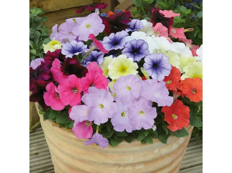 petunia