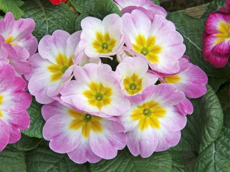 primula