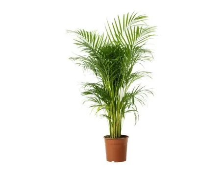 pianta in vaso