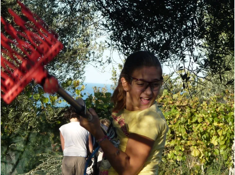 Rastrello scrollatore per olive 
