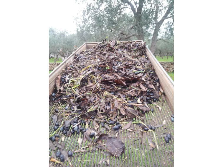 La pulizia delle olive è un passaggio fondamentale