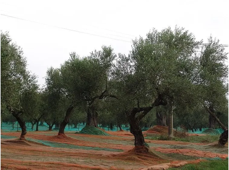 Un oliveto