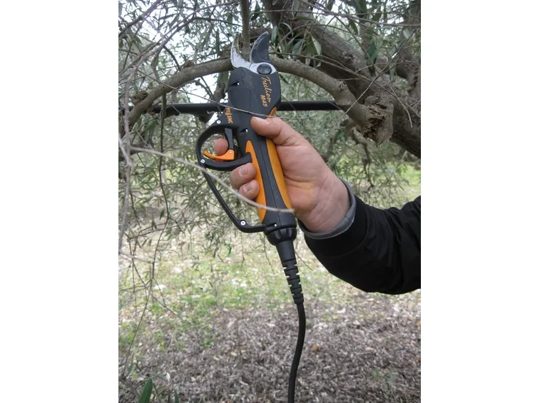 Taglio di un ramo d'ulivo