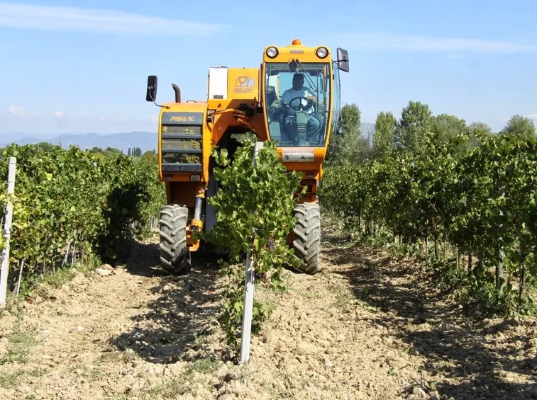 Vendemmia meccanizzata