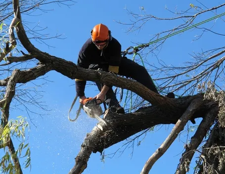 Potatura in tree climbing