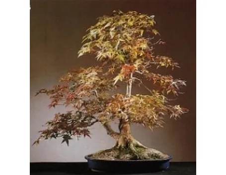 Bonsai acero giapponese