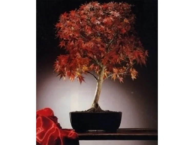 Bonsai acero giapponese