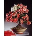 Azalea japonica bonsai