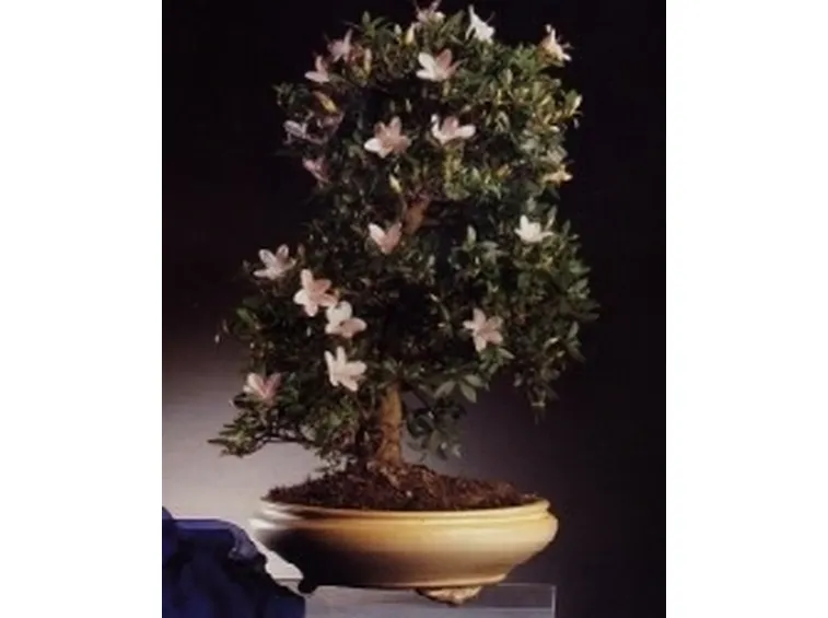 Azalea japonica bonsai
