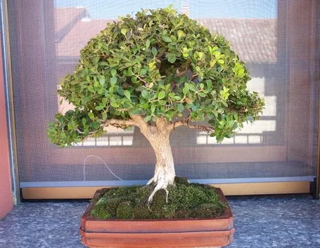 Buxus harlandii bonsai