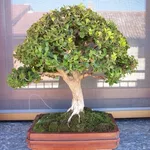 Buxus harlandii bonsai