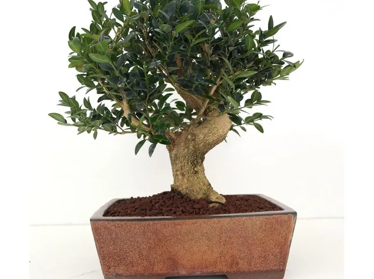 bonsai di bosso