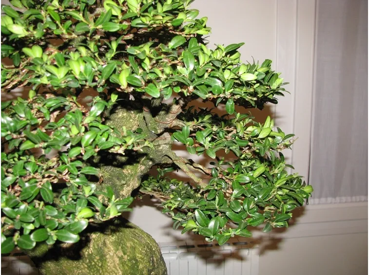 bonsai di bosso