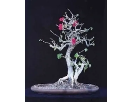 buganville bonsai