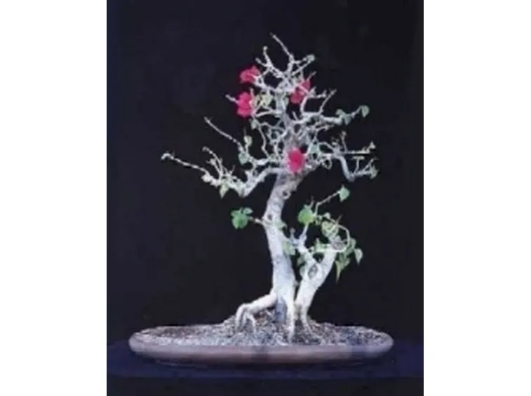 buganville bonsai