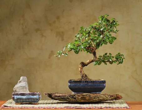 Carmona microphylla
