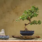 Carmona microphylla