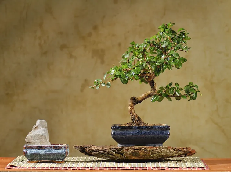 Carmona microphylla