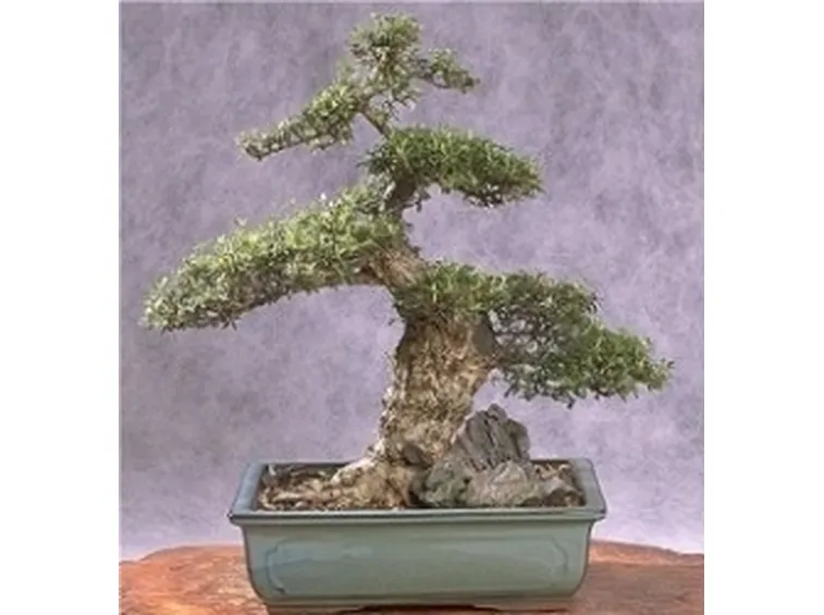 Cotonastro bonsai