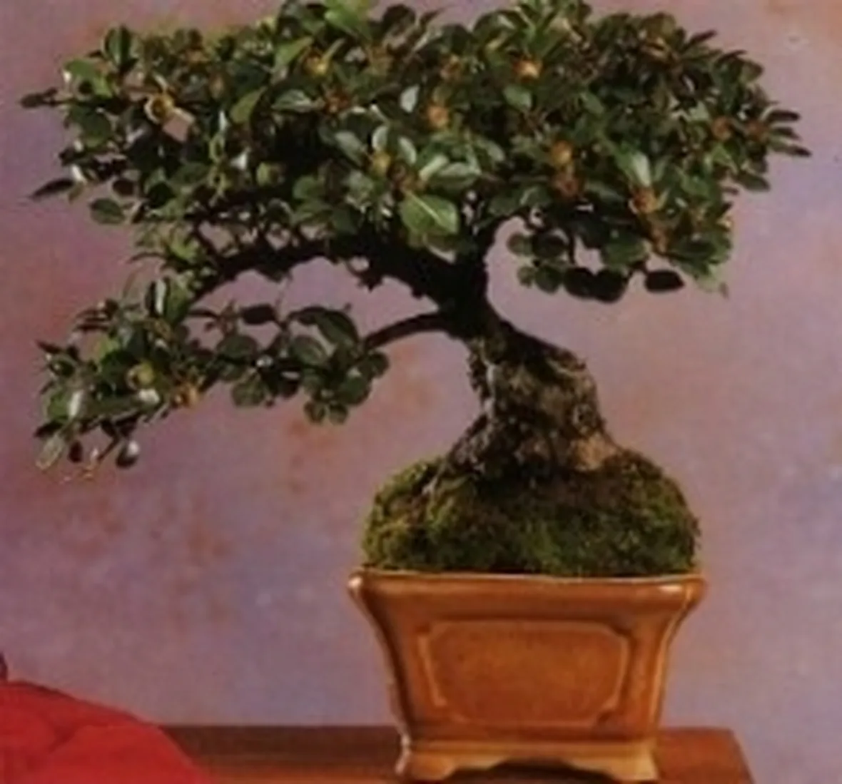 Cotonastro bonsai