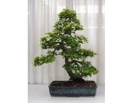 Biancospino bonsai