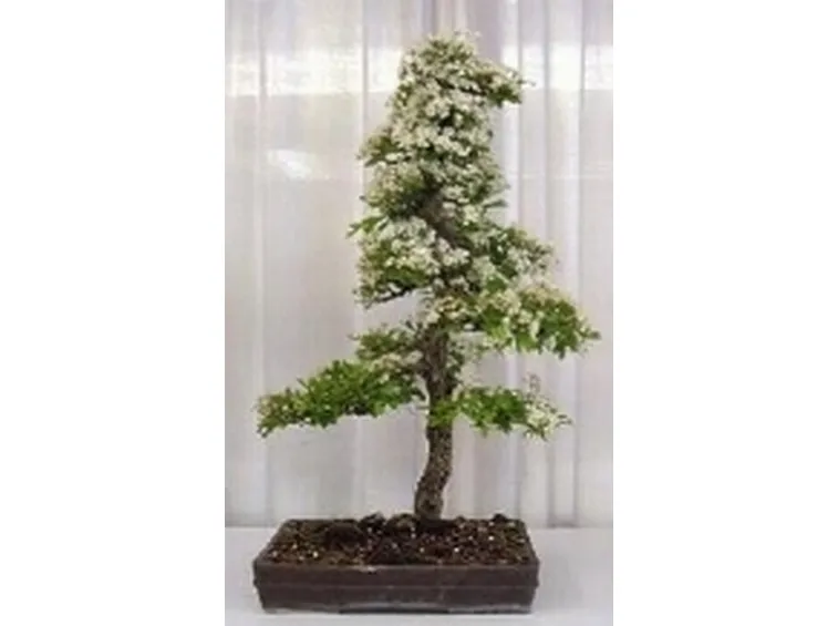 Bonsai biancospino