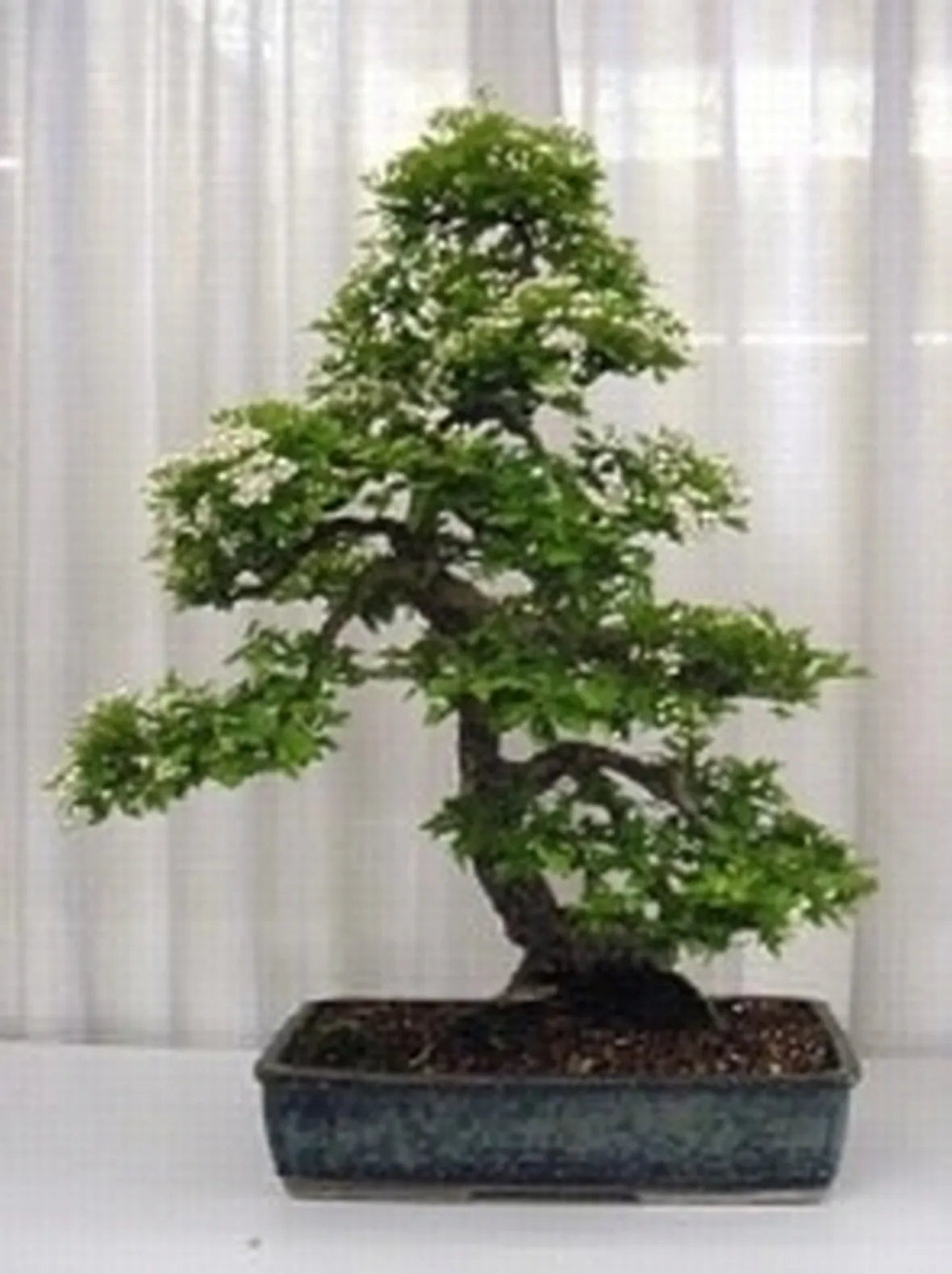 Biancospino bonsai