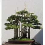 Cipresso bonsai
