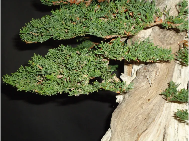 Cipresso bonsai