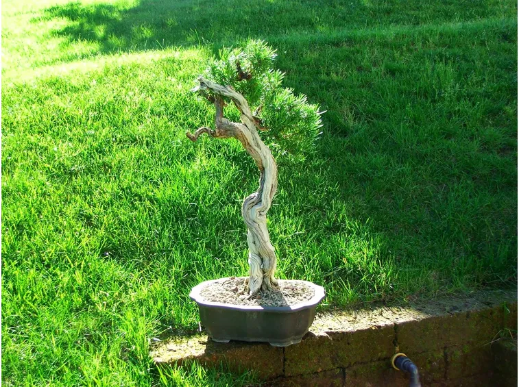 Cipresso bonsai