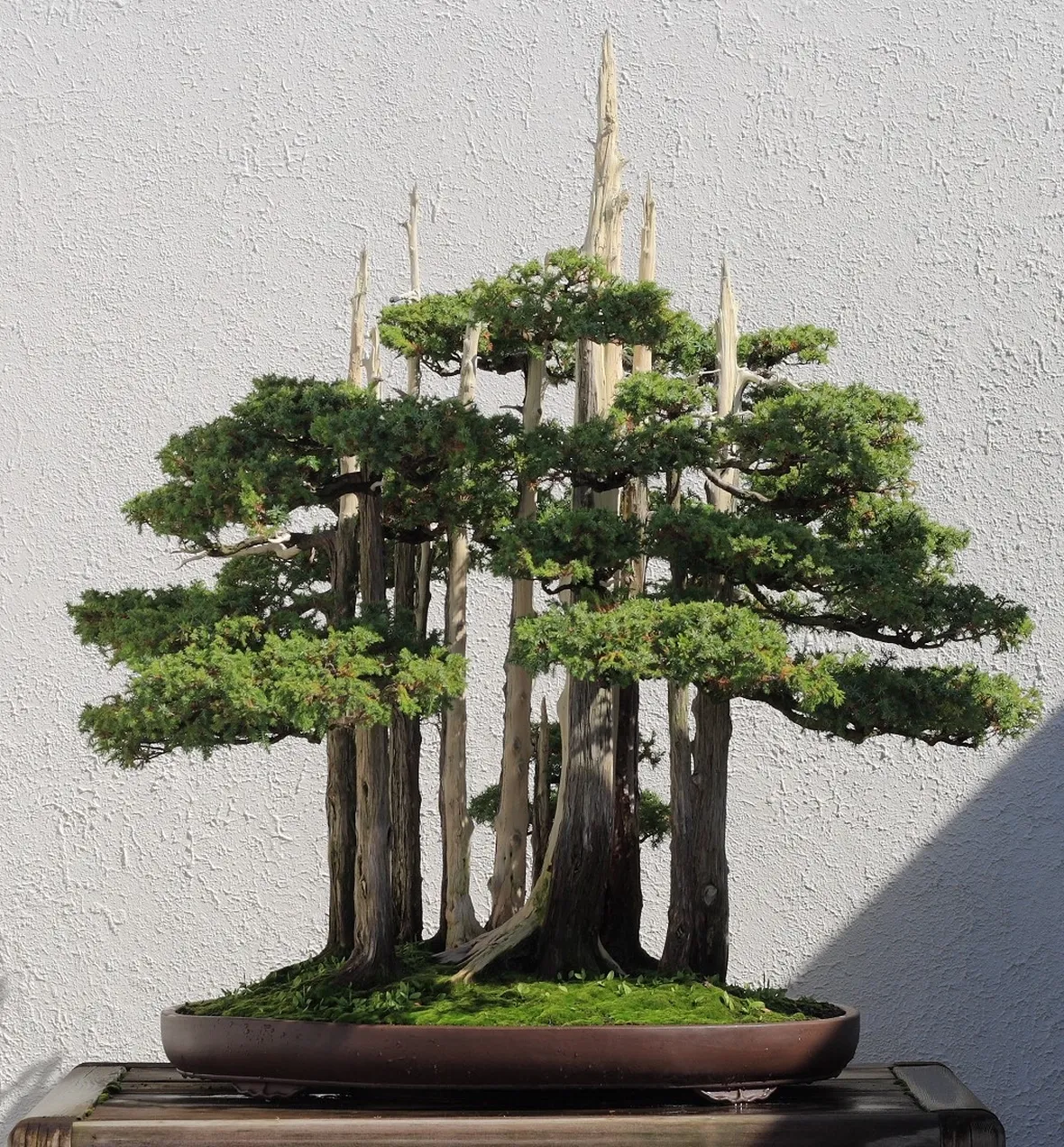 Cipresso bonsai