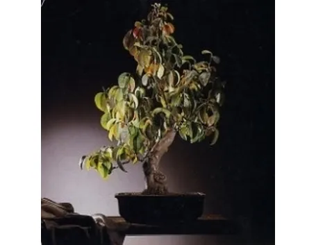 Cydonia bonsai